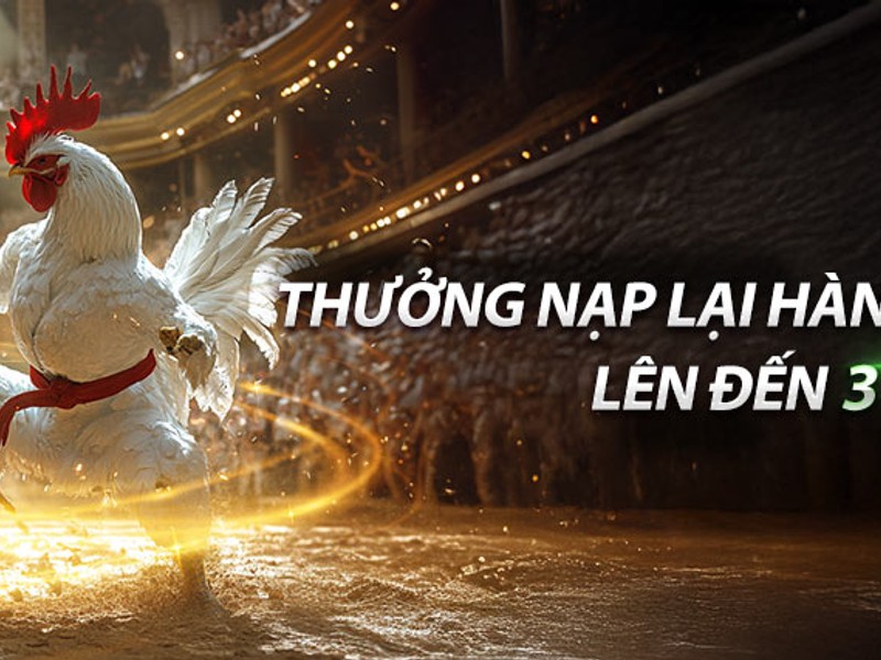 Tổng quan về ae888 đá gà và các trận đấu