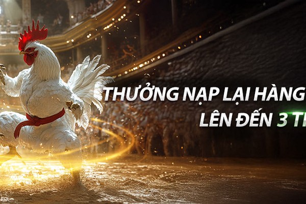 Gà đá tập luyện thể lực